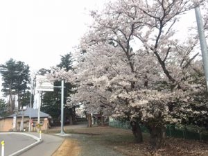 16.04.21-満開