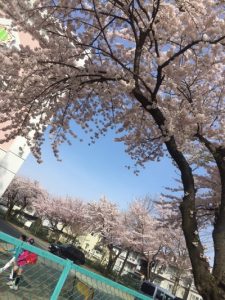 16.04.21-満開2